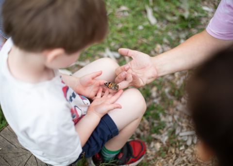 Small boy holding butterfly
