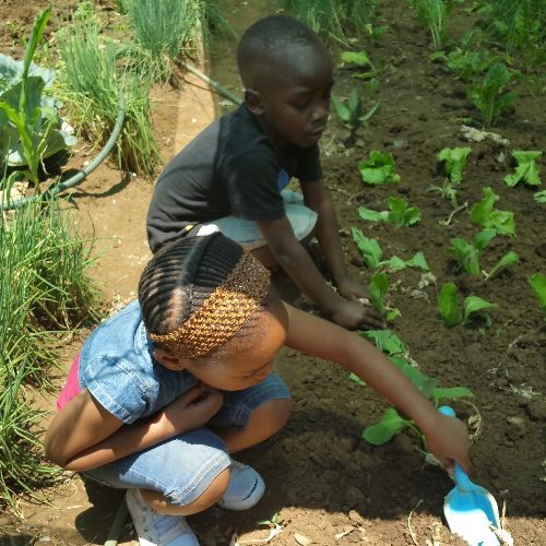 Soweto Project 2